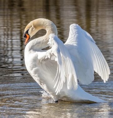 Tweelingzielen en spiritueel ontwaken en inner union