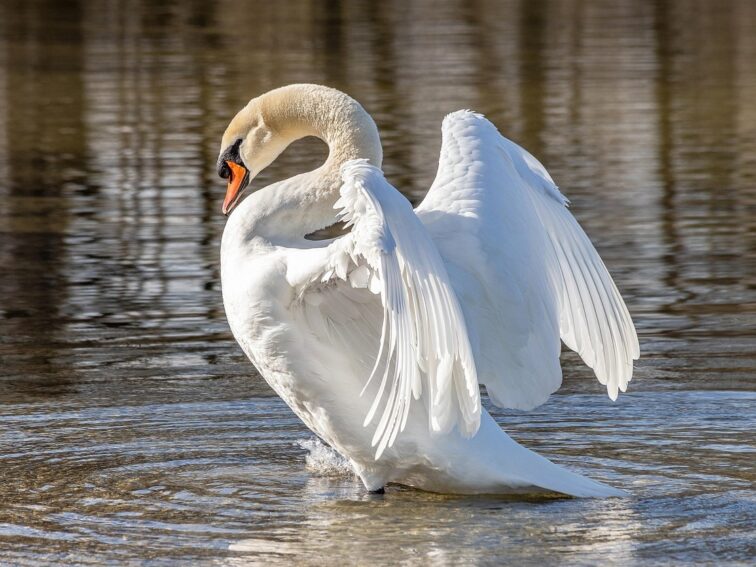 Tweelingzielen en spiritueel ontwaken en inner union